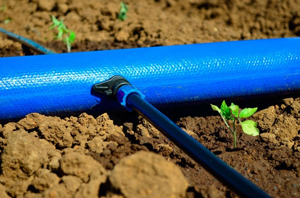 لی فلت ویسپار