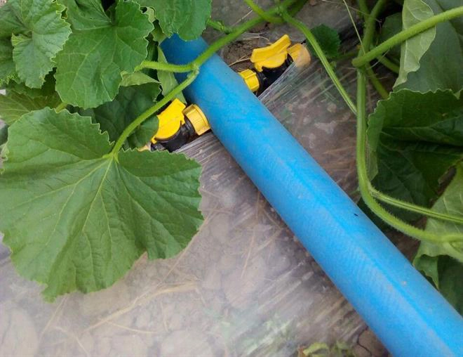 لی فلت ویسپار